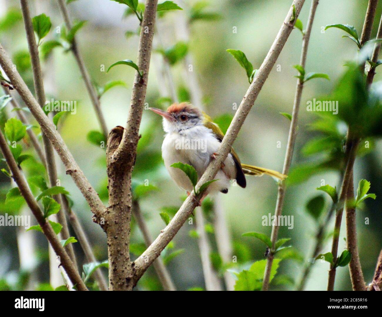 Bar prinia ailé ou prinia indien Banque D'Images