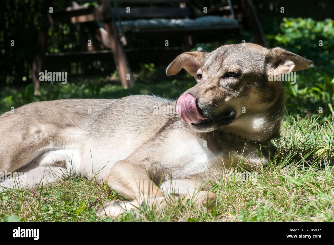 Adorable jeune chien mongrel posé sur le sol Banque D'Images