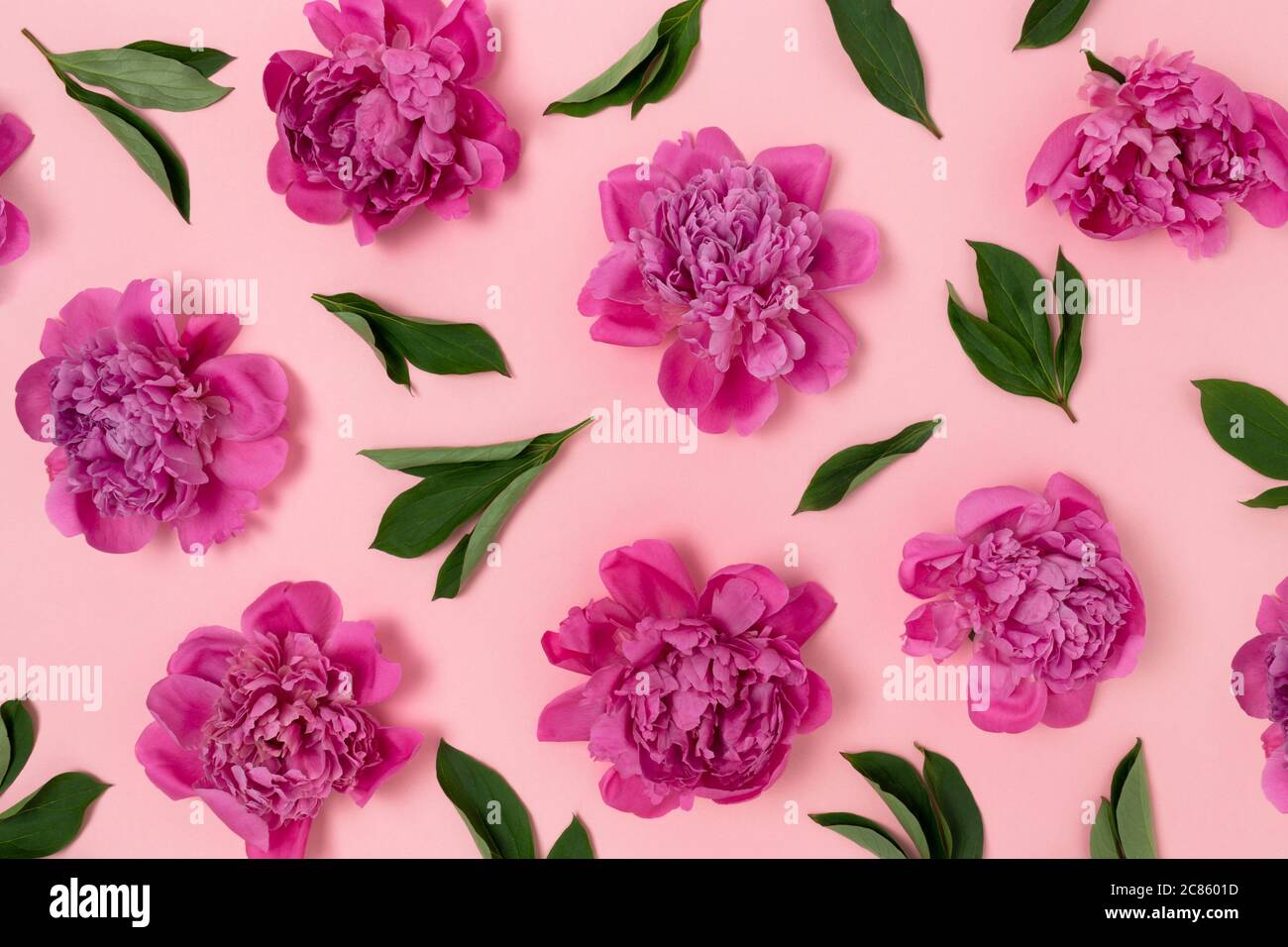 Composition avec des bourgeons de fleurs de pivoine et de feuilles vertes sur fond rose pastel. Modèle créatif. Banque D'Images