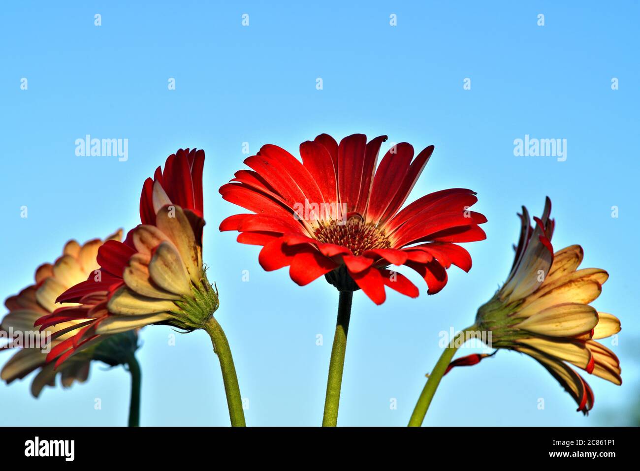 Étude abstraite de fleurs mettant en évidence les détails de la couleur et du motif Banque D'Images