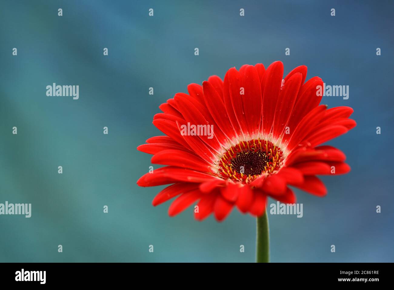 Étude abstraite de fleurs mettant en évidence les détails de la couleur et du motif Banque D'Images