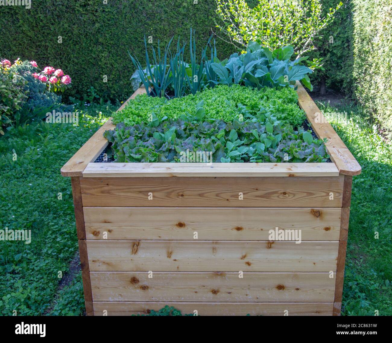 Légumes frais dans des lits de jardin en bois surélevés dans les premières sources dans la lumière du jour. Banque D'Images