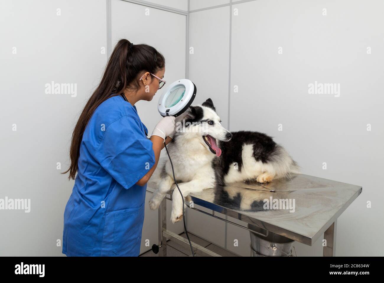 Vétérinaire utilisant des bretelles pour examiner la peau de chien Photo  Stock - Alamy