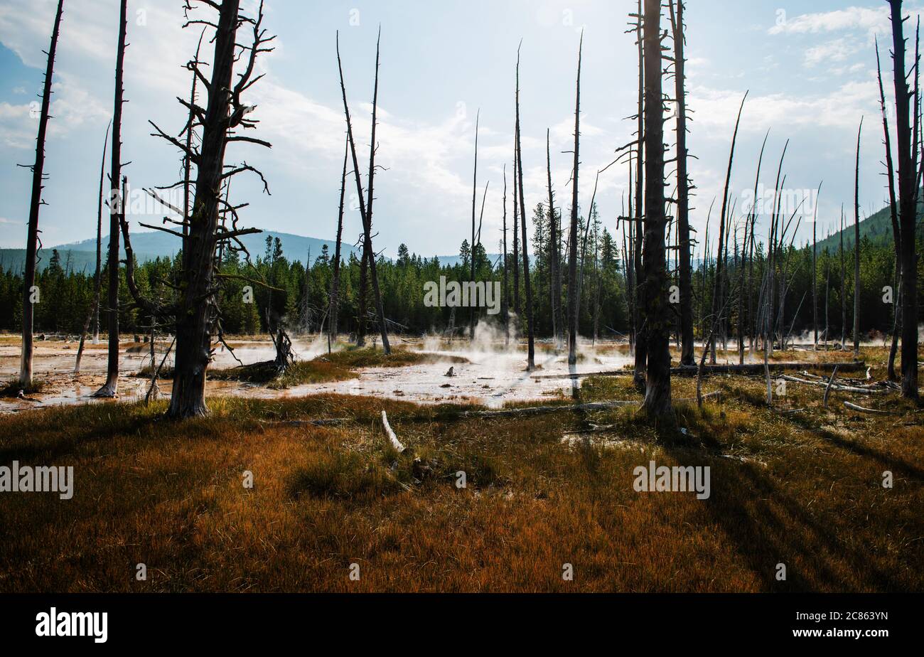 Vue sur le paysage du sentier de peinture des artistes dans le parc national de Yellowstone, Wyoming Banque D'Images