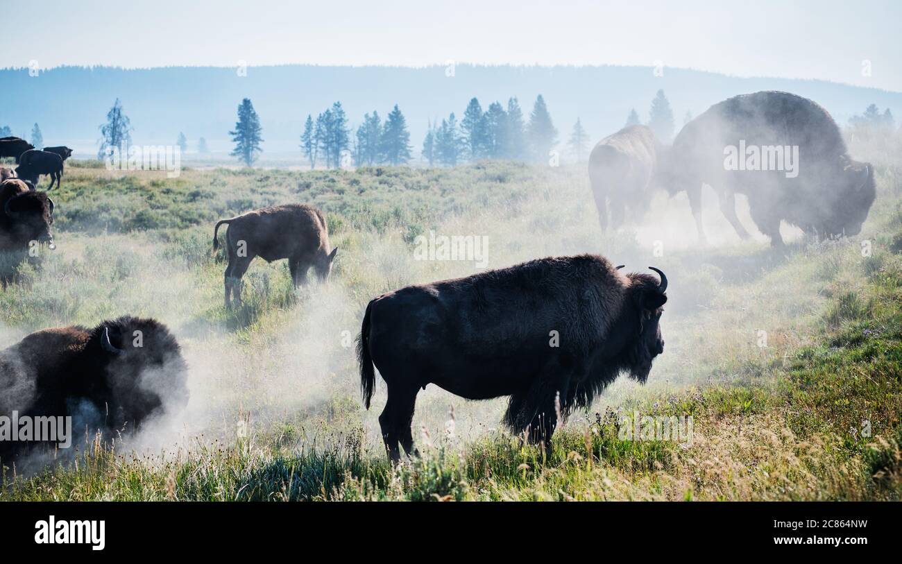 Bison dans la vallée de Lamar, parc national de Yellowstone, Wyoming Banque D'Images