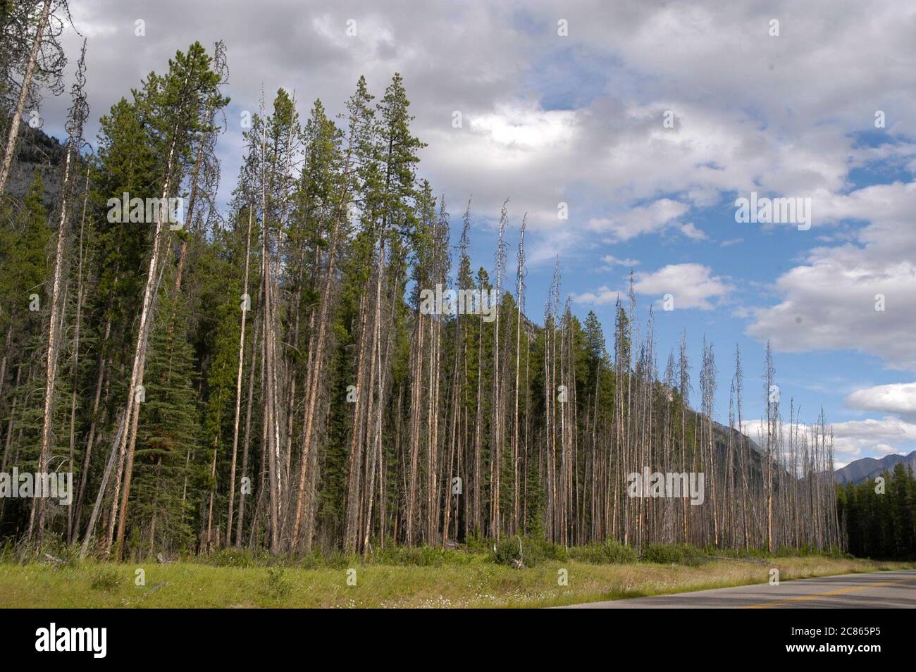 Parc national Banff, Alberta Canada, août 2005 : le brûlage prescrit de la rivière Sawback le long de la promenade de la vallée de la Bow, sur la route menant au lac Louise, dans le parc national Banff. ©Bob Daemmrich Banque D'Images