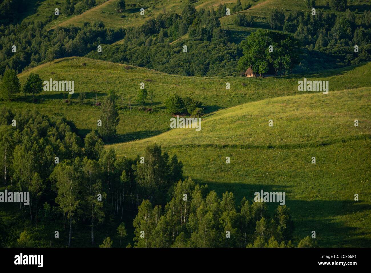 Ancienne maison de grange au sommet d'une colline sous quelques grands arbres à Dumesti, Salciua, Alba County, Roumanie Banque D'Images