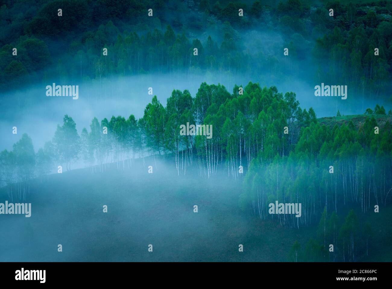 Une belle forêt de bouleaux vu le matin avec beaucoup de brouillard dans la scène dans un endroit calme à Dumesti, Salciua de sus, Alba County, Roumanie Banque D'Images