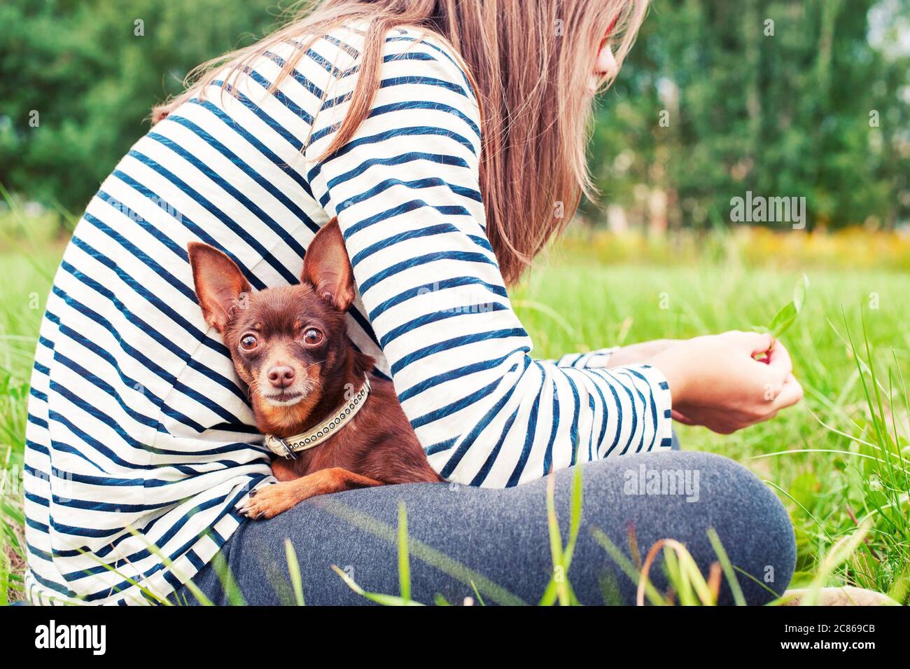 Yeux attentifs du petit terrier brun. Fille tenant un chien sur les mains assis sur l'herbe verte du parc d'été. Image horizontale multicolore en extérieur. Banque D'Images