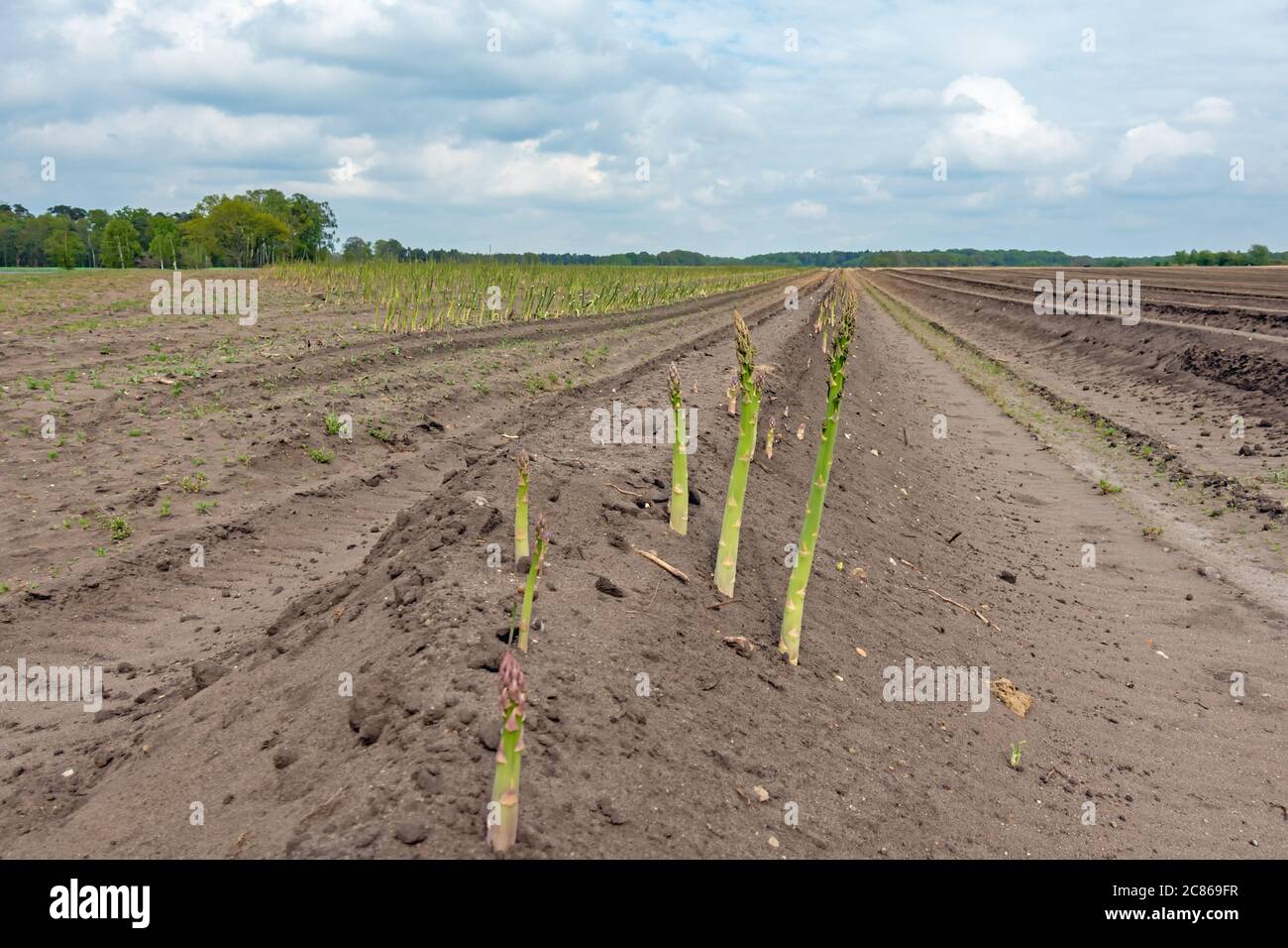 Champ d'asperges avec des pousses en Basse-Saxe, Allemagne du Nord Banque D'Images