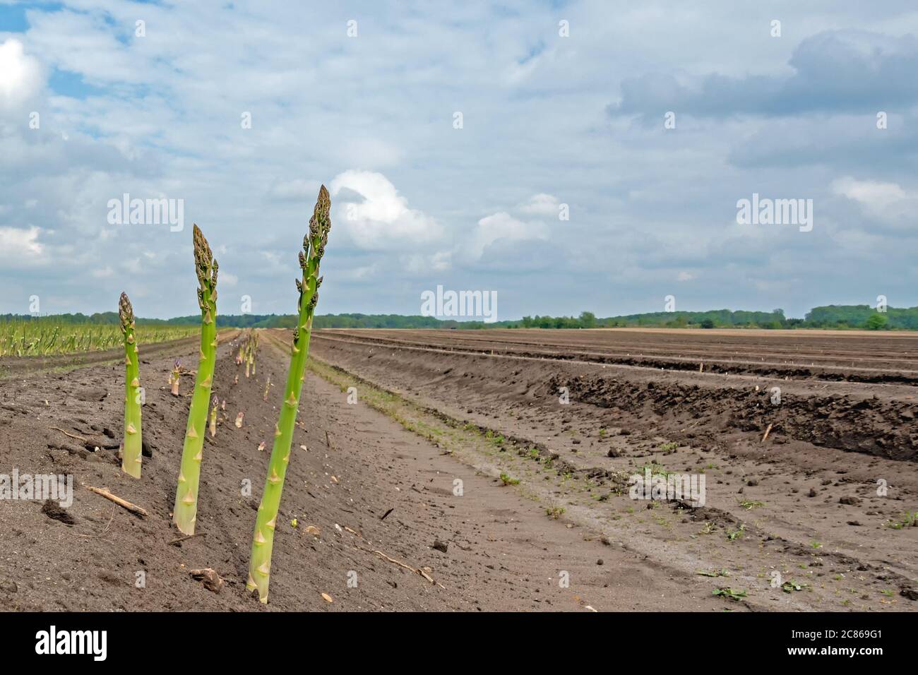 Champ d'asperges avec des pousses en Basse-Saxe, Allemagne du Nord Banque D'Images