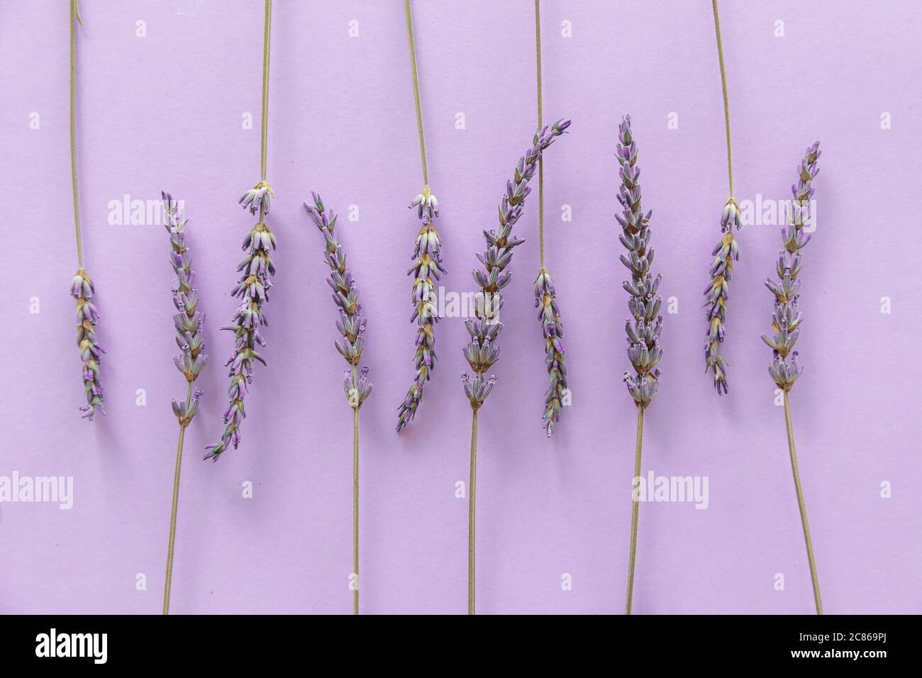 Motif lavande. Fleurs violettes vues d'en haut sur fond violet Banque D'Images
