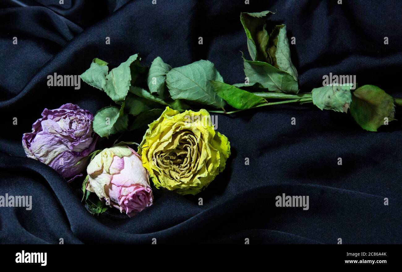 Roses séchées sur fond de soie noire Banque D'Images