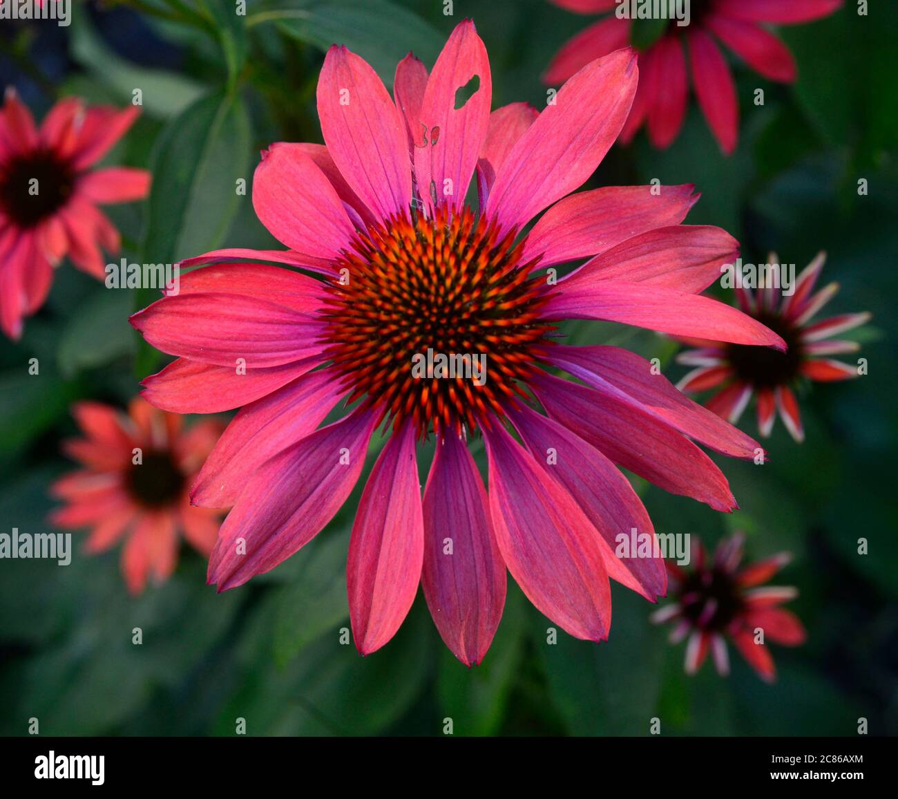 Echinacea, pouwow Wild Berry, Berry belle et baie prolifique, cette beauté rubis produit une effervescence de fleurs roses-pourpres de 3-4' avec des centres de roses sombres. Cette variété exceptionnelle, gagnante de All-America Selections, produit un spectacle de fleurs continu tout au long de l'été. Les plantes de 20-24', corsées et bien ramifiées, nécessitent peu de photo de cap ou d'entretien par Bill belknap Banque D'Images