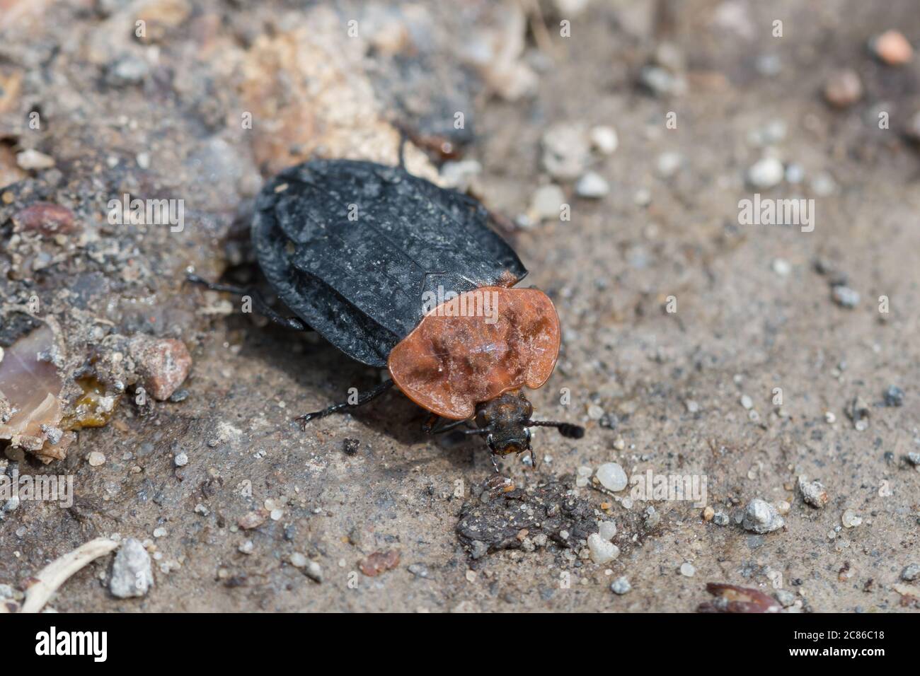 Vue rapprochée de la carrière à la poitrine rouge Beetle, Oiceoptoma thoracica, assise sur une route de gravier Banque D'Images