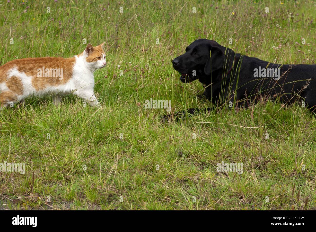 L'expression « combattre comme des chats et des chiens » reflète une tendance naturelle à la relation entre les deux espèces comme antagoniste. Banque D'Images