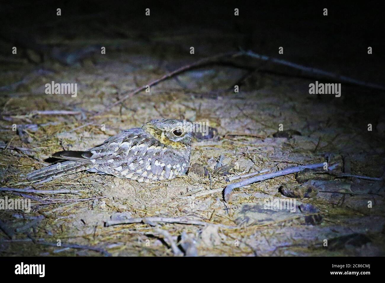 Boîte de nuit nubienne (Caprimulgus nubicus), oiseau nocturne de Jordanie Banque D'Images