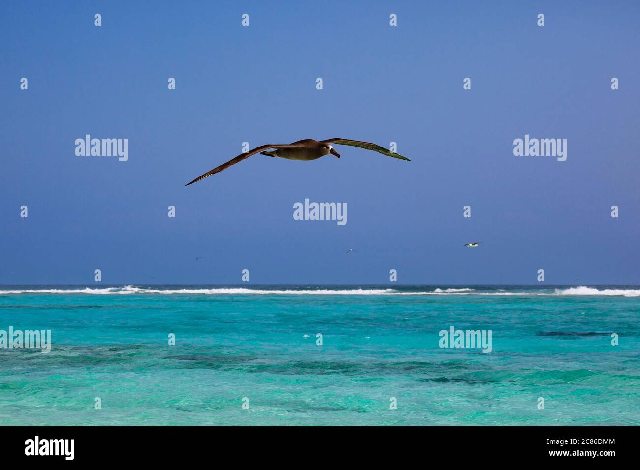 Albatros à pieds noirs, Phoebastria nigripes, survolant le lagon à Sand Island, Midway Atoll, Midway National Wildlife refuge, Papahanaumokuakea MNM Banque D'Images