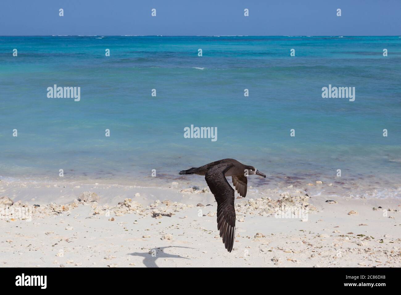 Albatros à pieds noirs, Phoebastria nigripes, Sand Island, Midway Atoll, Midway National Wildlife refuge, Papahanaumokuakea Marine National Monument Banque D'Images