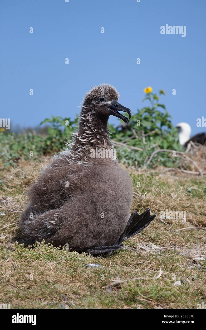 La poussette d'albatros à pieds noirs, Phoebastria nigripes (anciennement Diomedea nigripes), soulève son pied jusqu'à la thermorégule (refroidissement), Sand Island, Midway Atol Banque D'Images