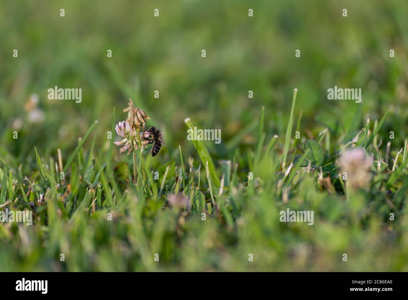 Abeille avec l'aile cassée recueille le pollen sur la fleur dans le jardin vert à la journée ensoleillée. Banque D'Images