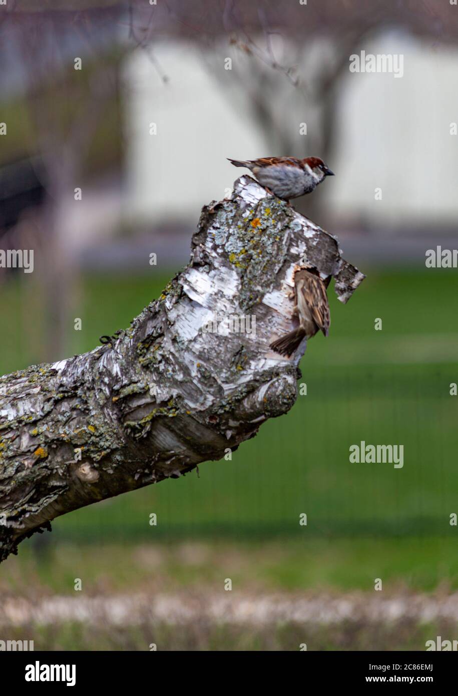 Oiseau d'arrow assis sur une branche coupée d'un arbre sur un fond flou Banque D'Images