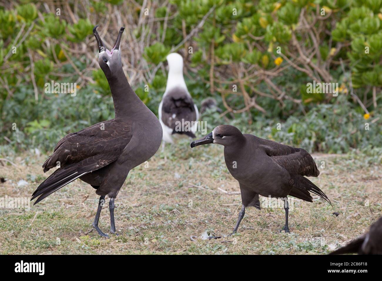 Albatros à pieds noirs, Phoebastria nigripes (anciennement Diomedea nigripes), appel du ciel pendant la danse en cour, Sand Island, Midway Atoll, Midway RMN Banque D'Images