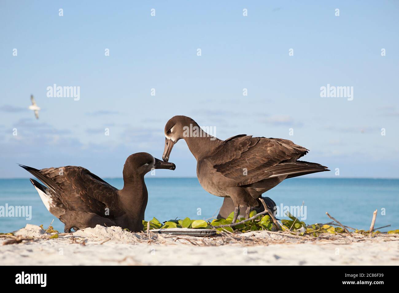 Albatros à pieds noirs, Phoebastria nigripes (anciennement Diomedea nigripes), danse en bateau, Sand Island, atoll Midway, refuge national de faune de Midway Banque D'Images