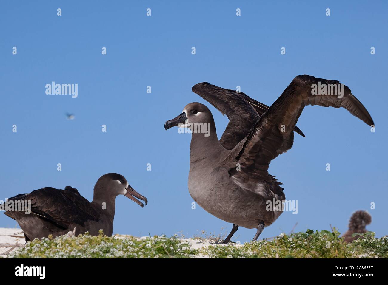 Albatros à pieds noirs, Phoebastria nigripes (anciennement Diomedea nigripes), Sand Island, Midway Atoll, Midway National Wildlife refuge, NWHI Banque D'Images