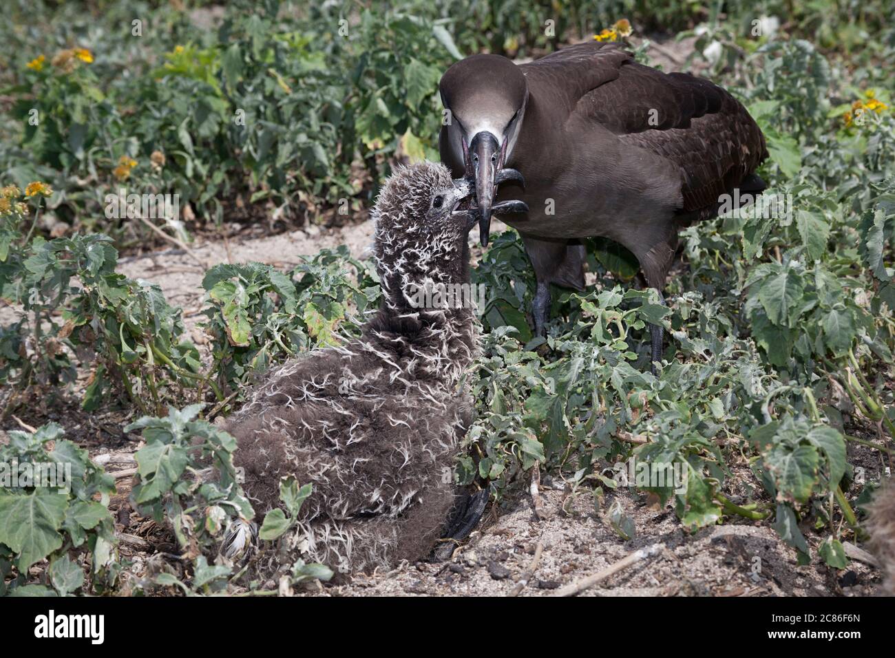 Albatros à pieds noirs, Phoebastria nigripes (anciennement Diomedea nigripes), nourrissant la poussette par régurgitation, Sand Island, Midway Atoll, Midway NWR Banque D'Images