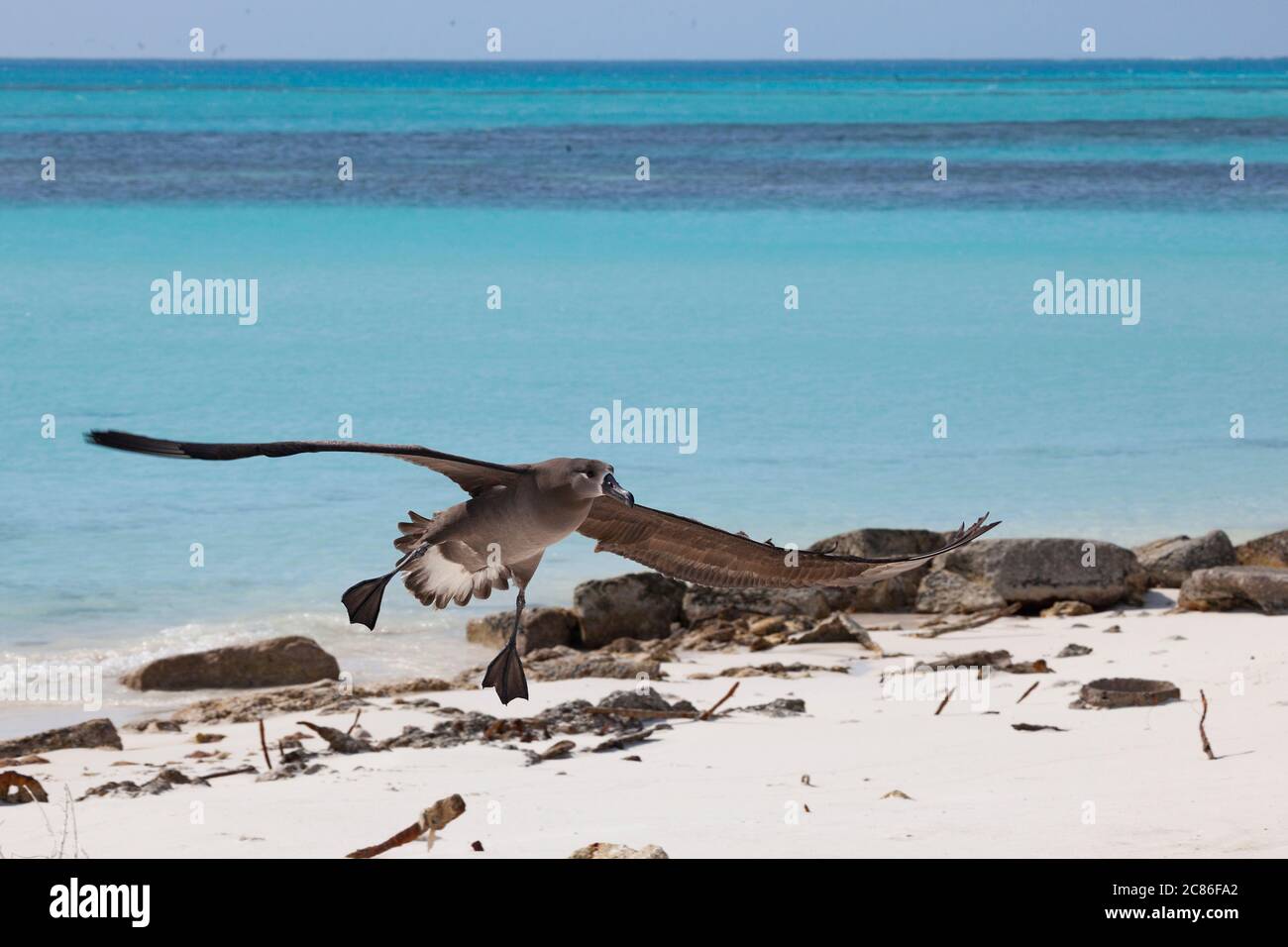 Albatros à pieds noirs, Phoebastria nigripes, atterrissage sur la plage, Sand Island, Midway Atoll National Wildlife refuge, Papahanaumokuakea MNM, Hawaii USA Banque D'Images