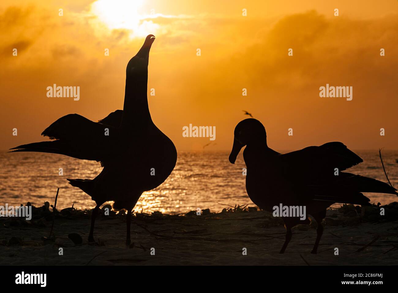 Albatros à pieds noirs, Phoebastria nigripes, le ciel pointant pendant la danse d'audience au coucher du soleil, Sand Island, Midway Atoll National Wildlife refuge, États-Unis Banque D'Images