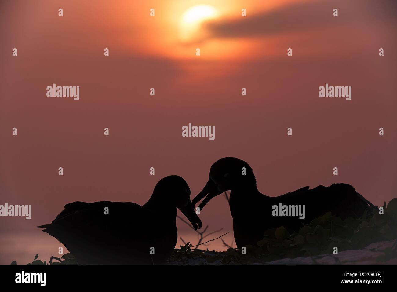 Albatros à pieds noirs, Phoebastria nigripes, courting au coucher du soleil, Sand Island, Midway Atoll National Wildlife refuge, Papahanaumokuakea MNM, Hawaii US Banque D'Images