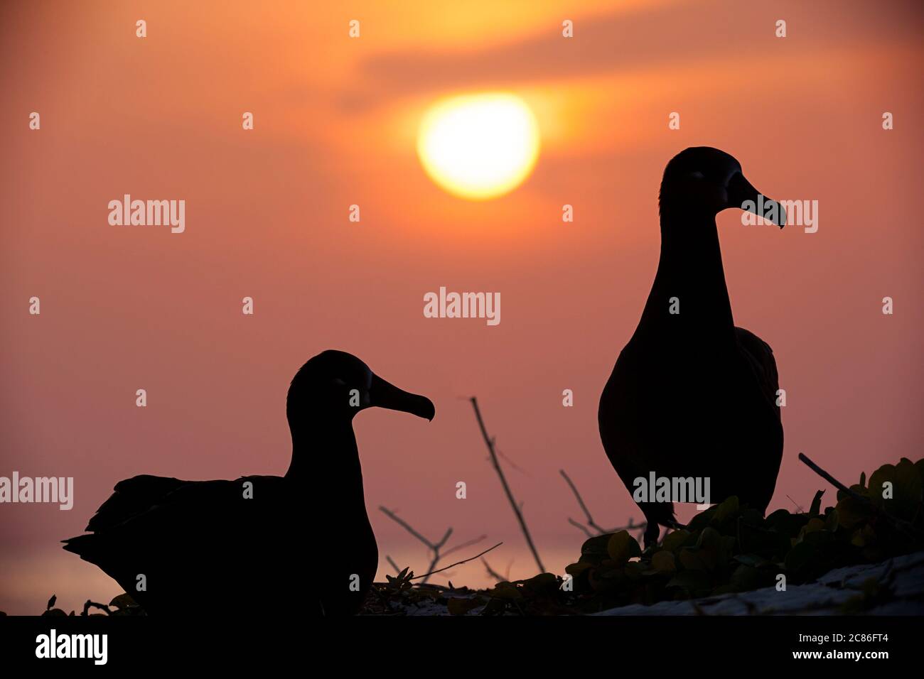 Albatros à pieds noirs, Phoebastria nigripes, au coucher du soleil, Sand Island, Midway Atoll National Wildlife refuge, Papahanaumokuakea Marine National Mnmt. Banque D'Images