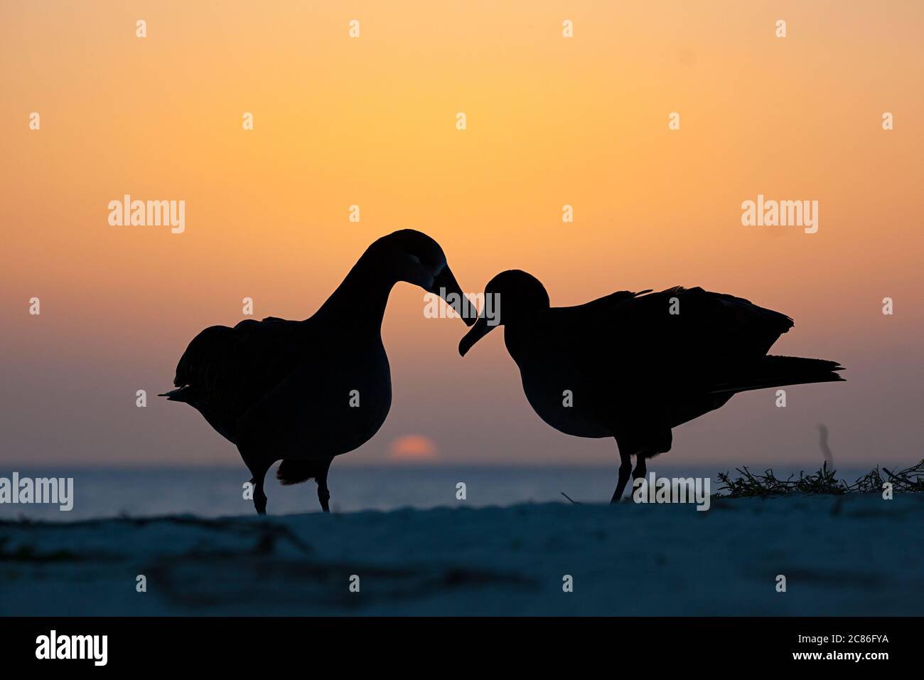 Albatros à pieds noirs, Phoebastria nigripes, courting au coucher du soleil, Sand Island, Midway Atoll, Midway National Wildlife refuge, Papahanaumokuakea MNM Banque D'Images