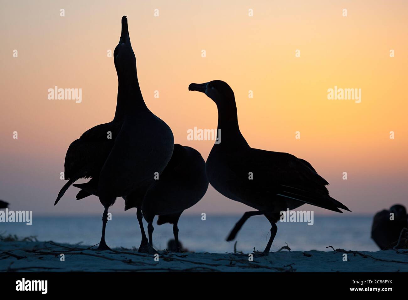 Albatros à pieds noirs, Phoebastria nigripes, le ciel pointant pendant la danse d'audience au coucher du soleil, Sand Island, Midway Atoll National Wildlife refuge, États-Unis Banque D'Images