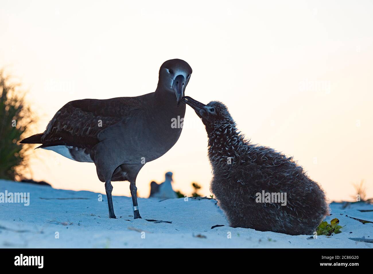 Albatros à pieds noirs, Phoebastria nigripes, parent mendiant la poussette pour être nourri au coucher du soleil, Sand Island, refuge national de faune de Midway Atoll, États-Unis Banque D'Images