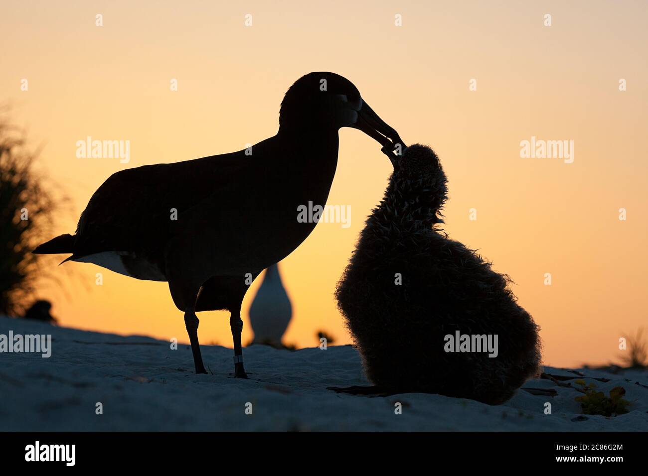 Albatros à pieds noirs, Phoebastria nigripes, parent mendiant la poussette pour être nourri au coucher du soleil, Sand Island, refuge national de faune de Midway Atoll, États-Unis Banque D'Images