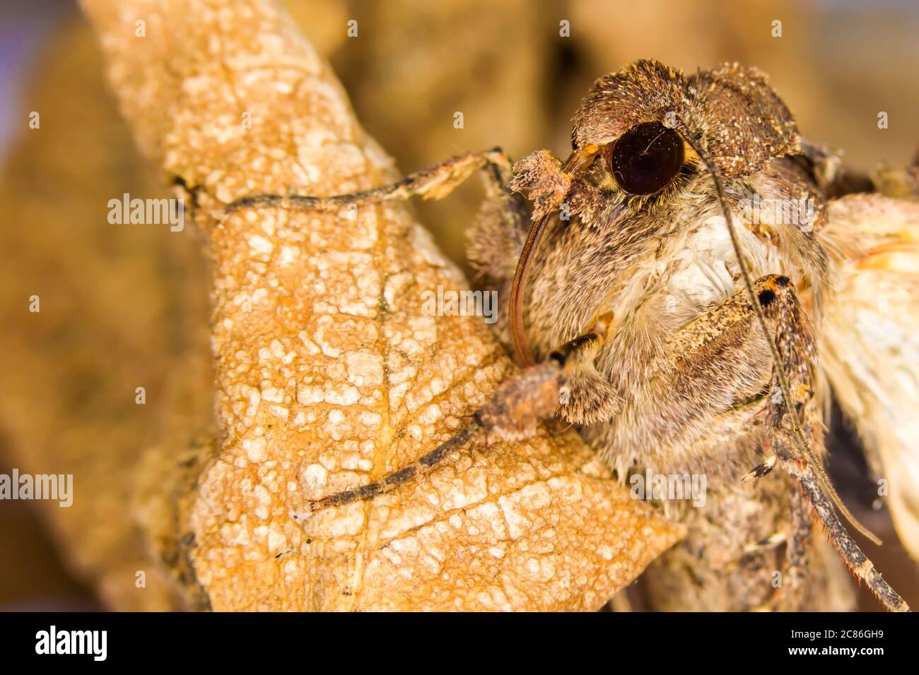 Mites de vêtements communs Banque de photographies et d'images à haute  résolution - Alamy