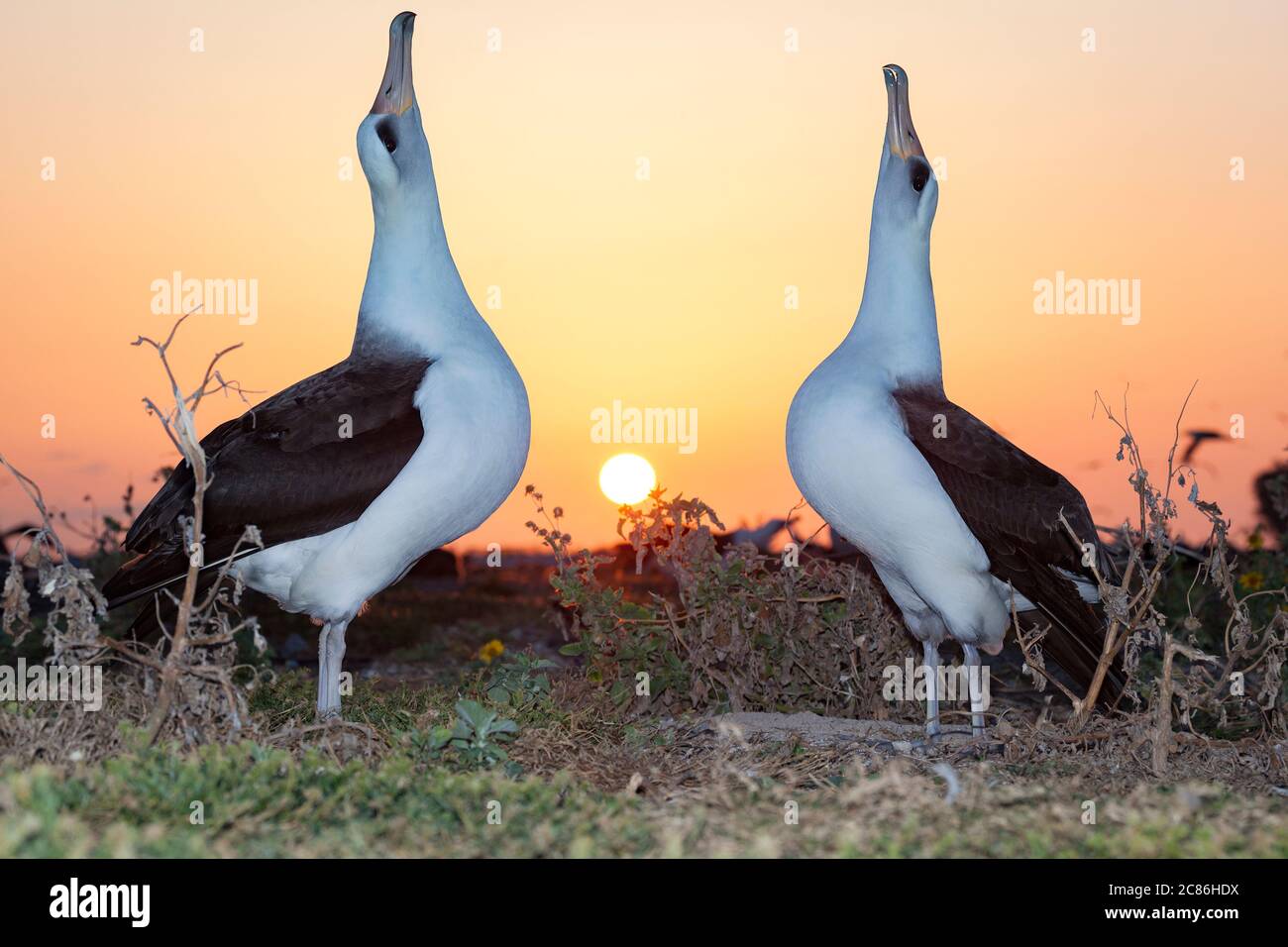 Laysan albatros, Phoebastria immutabilis, couple de pointage de ciel pendant la danse de la cour au lever du soleil, Sand Island, Midway Atoll National Wildlife refuge Banque D'Images