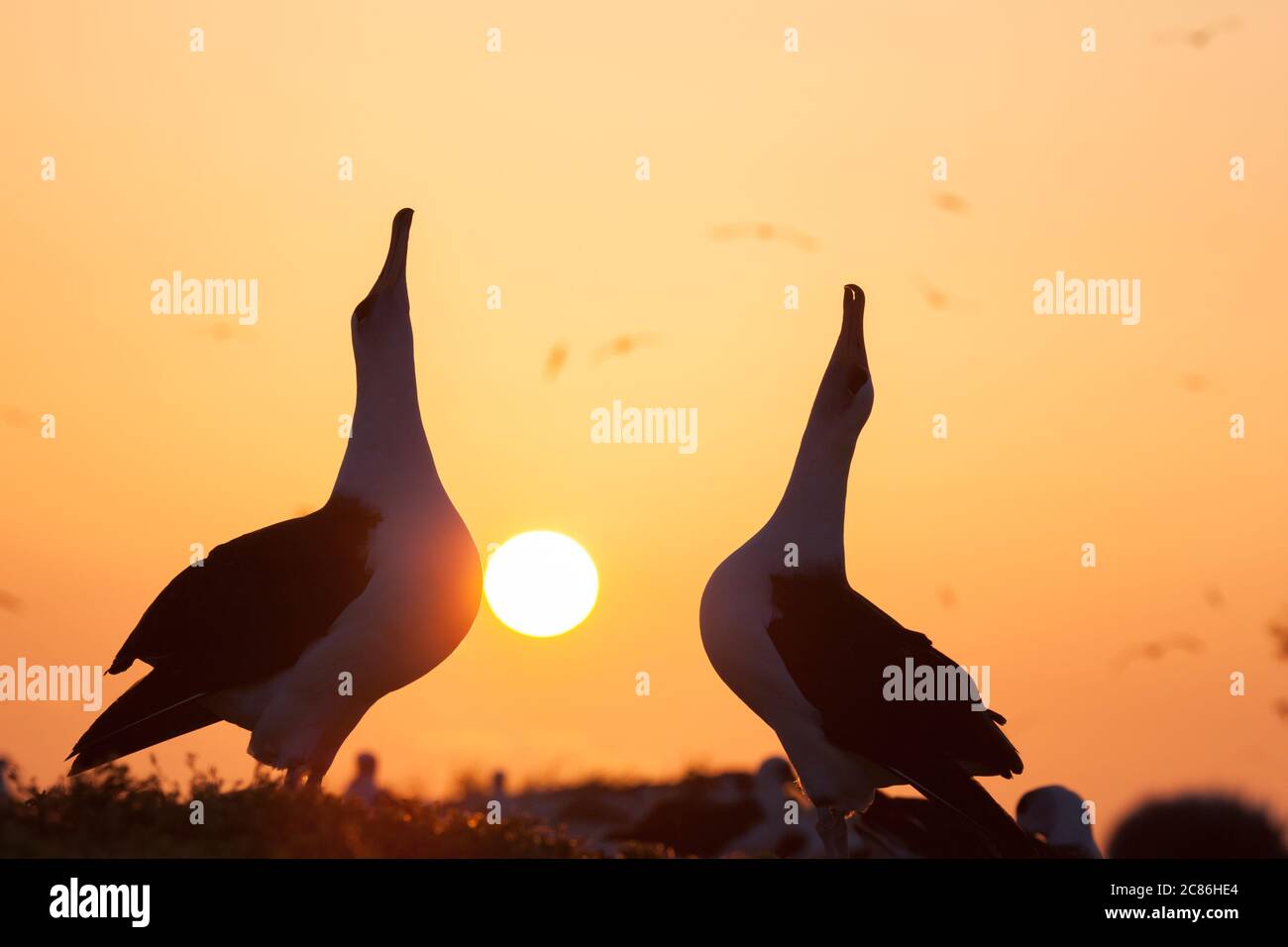 Laysan albatros, Phoebastria immutabilis, couple de pointage de ciel pendant la danse de la cour au lever du soleil, Sand Island, Midway Atoll National Wildlife refuge Banque D'Images