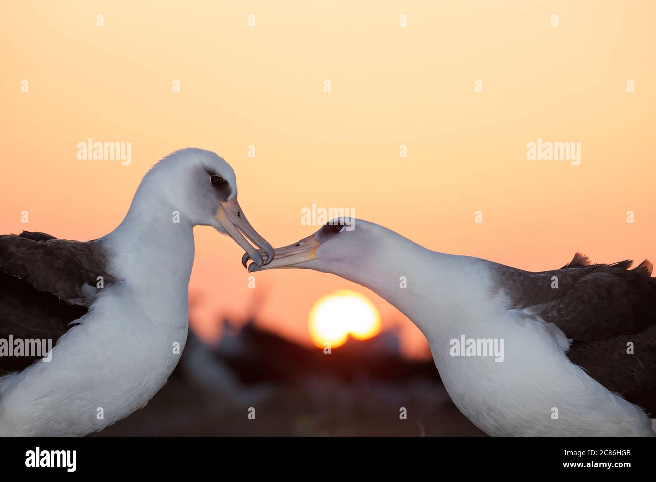 Laysan albatros, Phoebastria immutabilis, facturation pendant la danse de la cour au lever du soleil, Sand Island, Midway Atoll National Wildlife refuge, Hawaii, Etats-Unis Banque D'Images