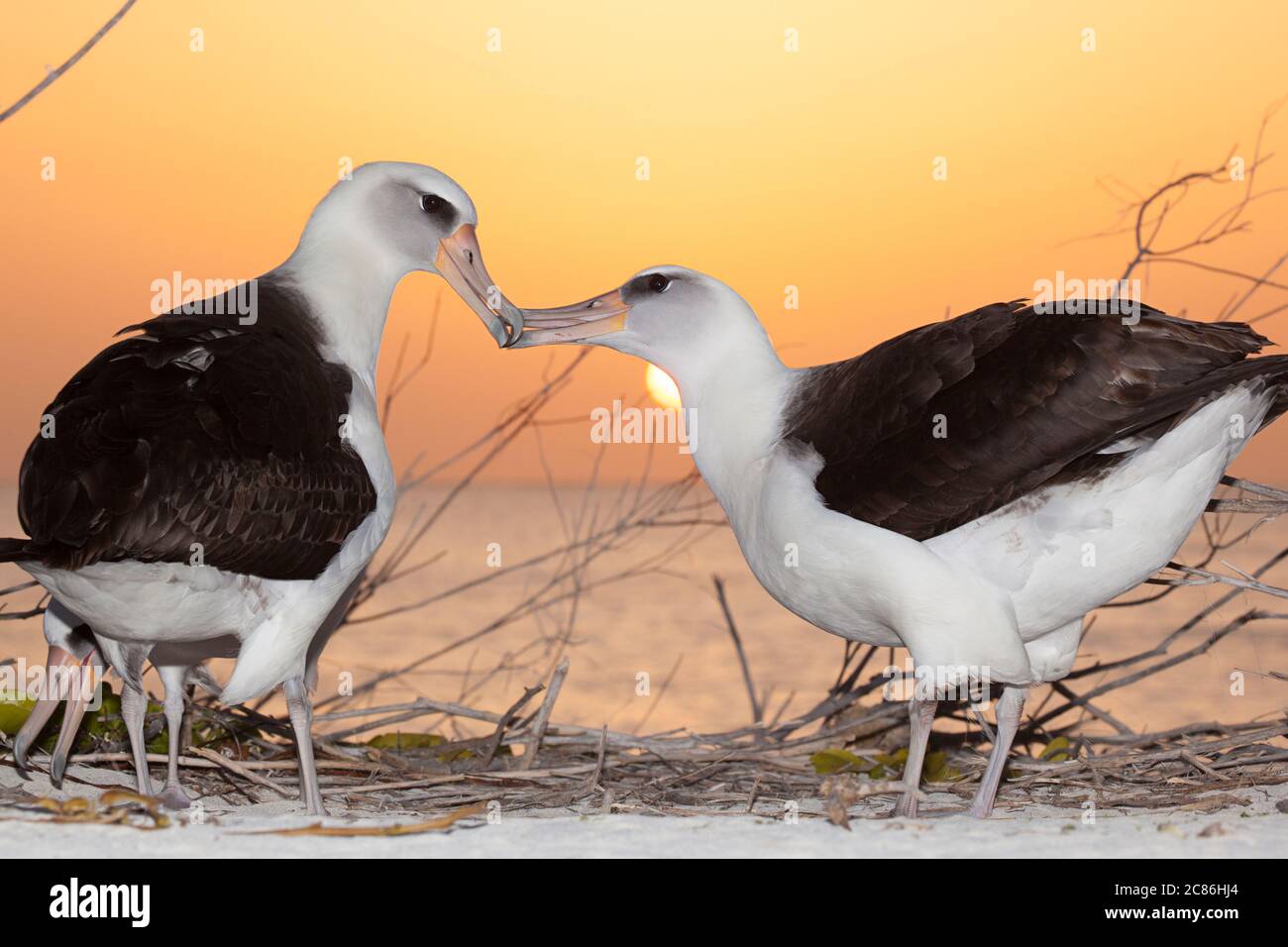Laysan albatros, Phoebastria immutabilis, facturation pendant la cour au coucher du soleil, Sand Island, Midway Atoll National Wildlife refuge, Papahanaumokuakea Banque D'Images
