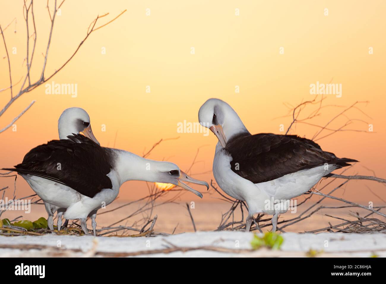 Laysan albatros, Phoebastria immutabilis, danse de la cour au coucher du soleil, Sand Island, Midway Atoll National Wildlife refuge, Papahanaumokuakea MNM, Etats-Unis Banque D'Images