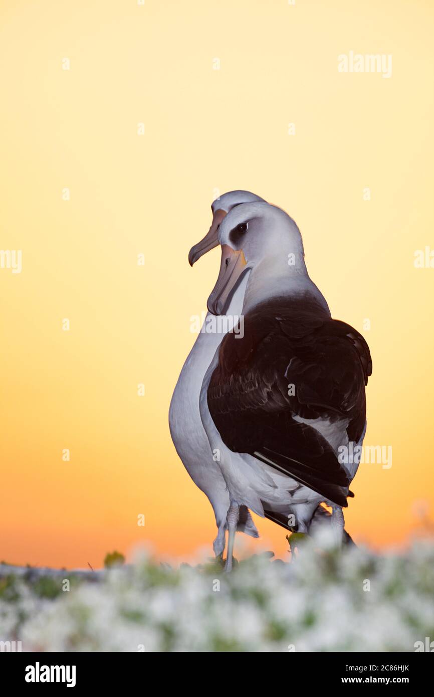 Albatros de Laysan, Phoebastria immutabilis, courting au coucher du soleil, Sand Island, Midway Atoll National Wildlife refuge, Papahanaumokuakea MNM. ÉTATS-UNIS Banque D'Images