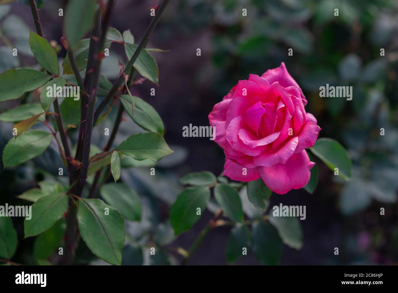 Magnifique rose. Fleur de rose anglaise dans le jardin. Banque D'Images