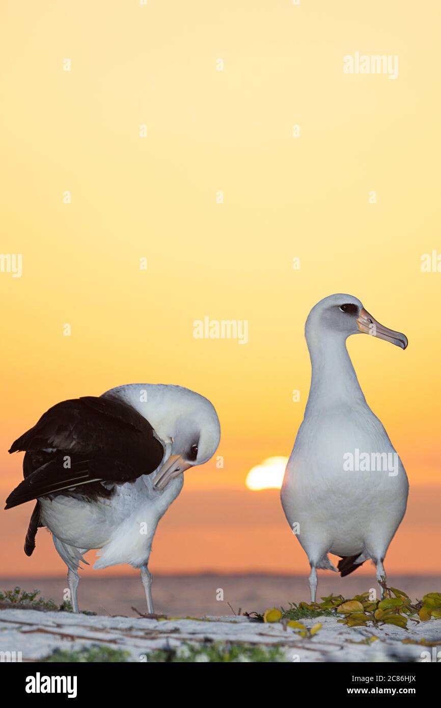 Laysan albatros, Phoebastria immutabilis, prêtant pendant la danse de la cour au coucher du soleil, Sand Island, Midway Atoll National Wildlife refuge, Hawaii, Etats-Unis Banque D'Images