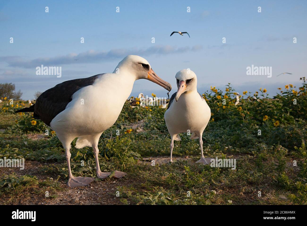 Laysan albatros, Phoebastria immutabilis, cour, Sand Island, Midway Atoll National Wildlife refuge, Papahanaumokuakea Marine National Monument Banque D'Images
