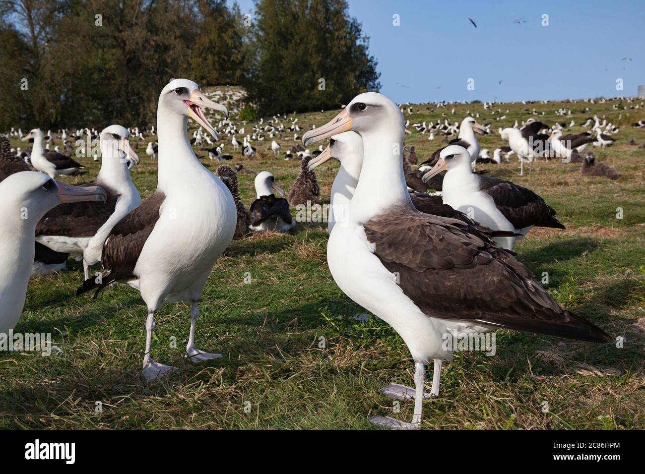 Laysan albatros, Phoebastria immutabilis, cour, Sand Island, Midway Atoll National Wildlife refuge, Papahanaumokuakea Marine National Monument Banque D'Images