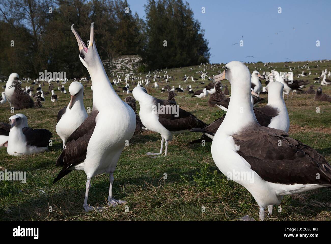 Laysan albatros, Phoebastria immutabilis, cour, Sand Island, Midway Atoll National Wildlife refuge, Papahanaumokuakea Marine National Monument Banque D'Images